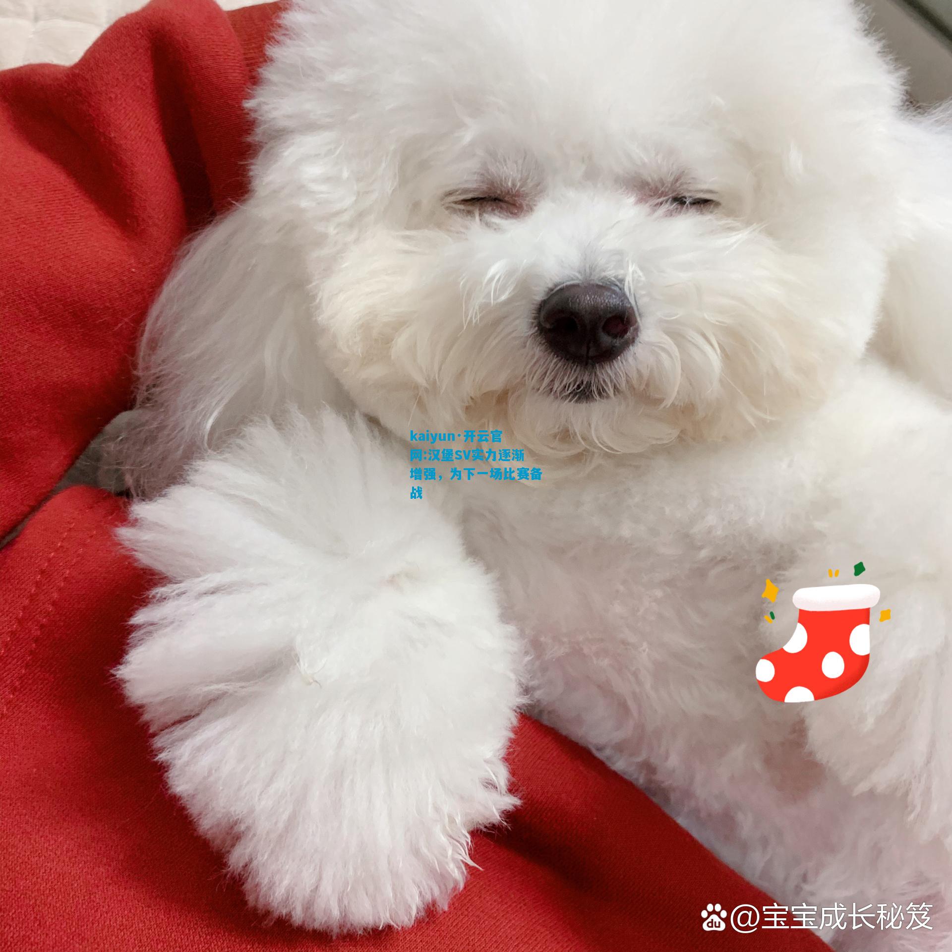 汉堡SV实力逐渐增强，为下一场比赛备战